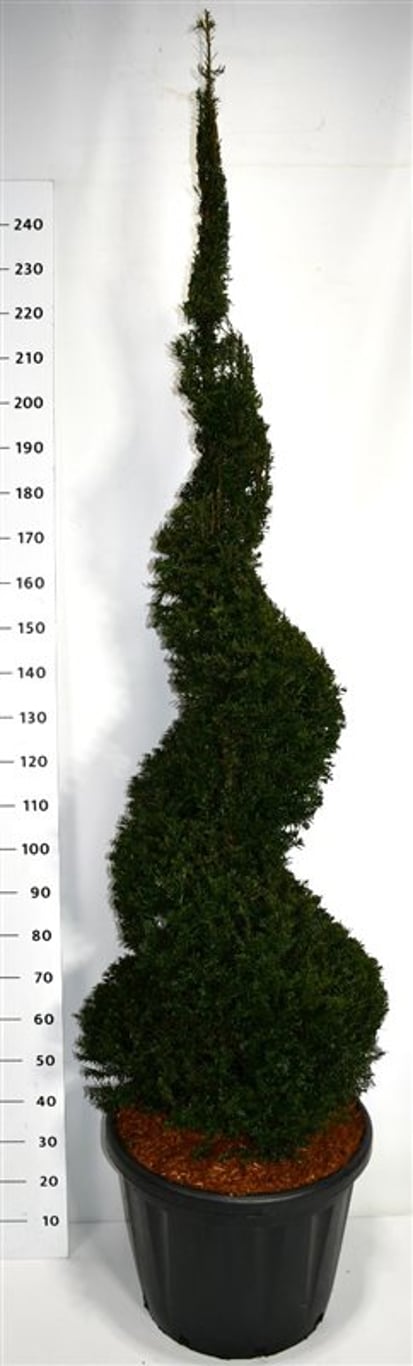 Taxus baccata - 210-220 CM Spiral in Cont.